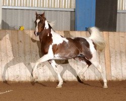 Deckhengst Shareen (Arabisches Halbblut / Partbred, 1994, von Ameen EAO)