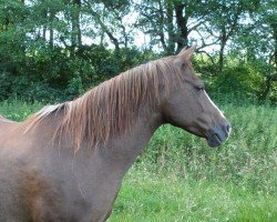 Pferd Jarishah (Arabisches Halbblut / Partbred, 1999, von Shareen)