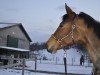 jumper It's Miss Chamberlain (Trakehner, 2003, from Sir Chamberlain)