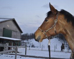 Springpferd It's Miss Chamberlain (Trakehner, 2003, von Sir Chamberlain)