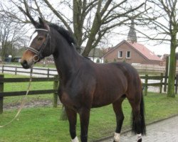 broodmare Wincester 19 (Hanoverian, 2006, from Weltregent H)