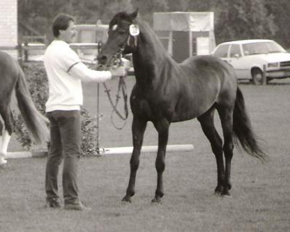 Deckhengst Northfort (New-Forest-Pony, 1975, von Nigger Step of Bridgelea)