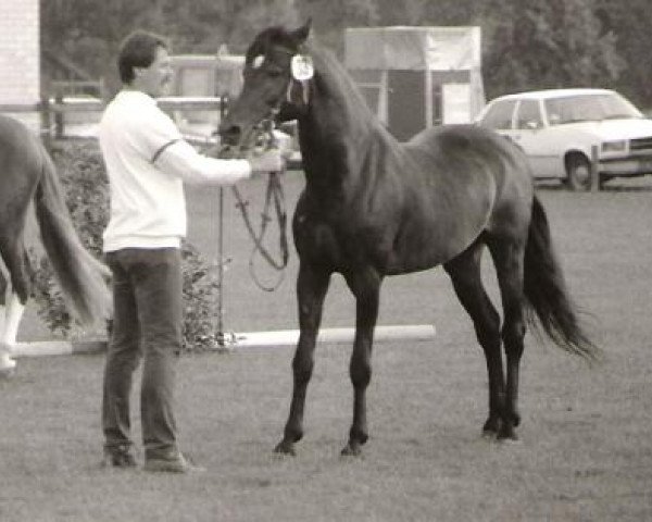 Deckhengst Northfort (New-Forest-Pony, 1975, von Nigger Step of Bridgelea)