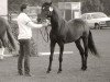 stallion Northfort (New Forest Pony, 1975, from Nigger Step of Bridgelea)