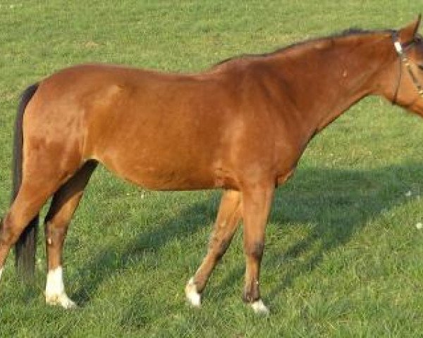 broodmare Isarons Isabell (New Forest Pony, 1995, from Don Juan)