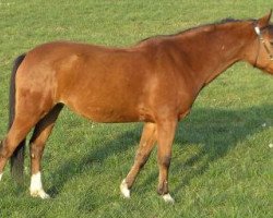 broodmare Isarons Isabell (New Forest Pony, 1995, from Don Juan)