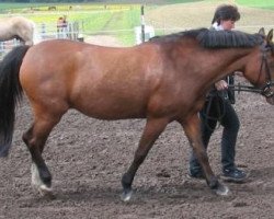 broodmare Isarons Invincible (New Forest Pony, 1991, from Vernons Vineyard)