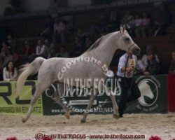 stallion Halim El Jartum ox (Arabian thoroughbred, 1988, from Jartum ox)