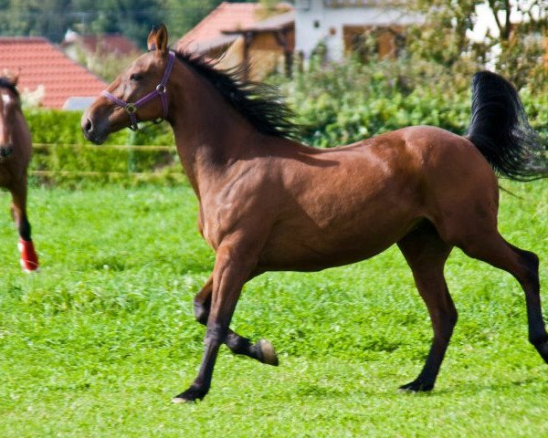 Pferd Kort (Traber, 1996, von Sugarbowl Hanover (US))