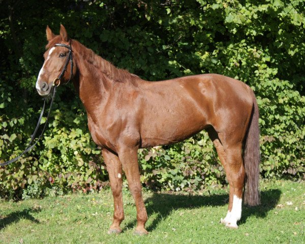 broodmare Weralda (Rhinelander, 1995, from Warsteiner)