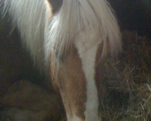 dressage horse Moritz (Haflinger, 1992, from Milas)