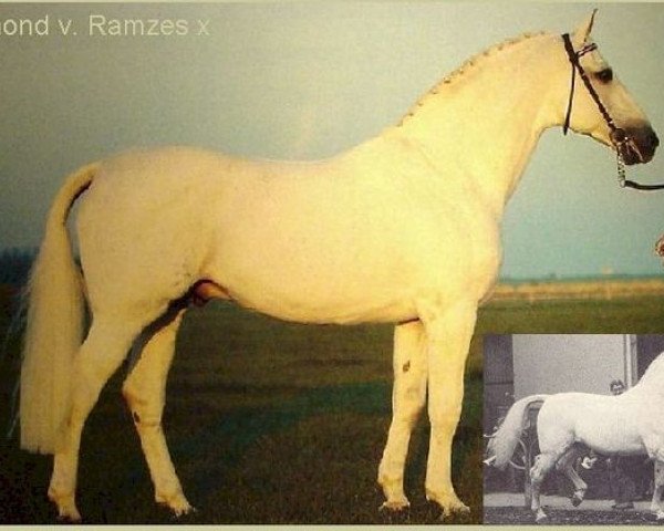 stallion Raimond (Holsteiner, 1960, from Ramzes AA)
