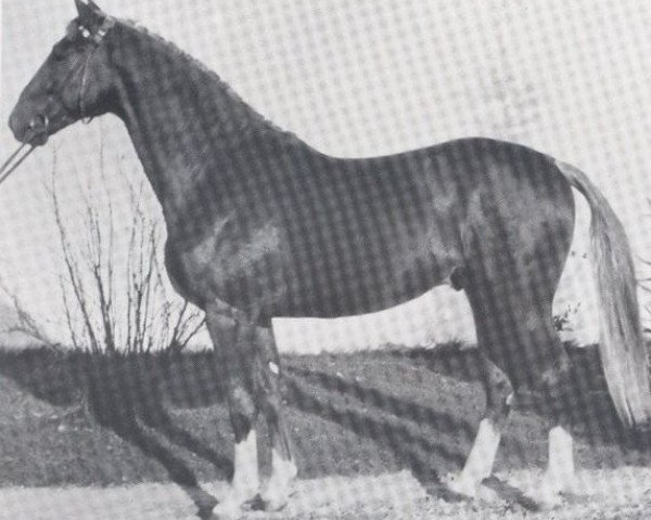 stallion Benedictus (Holsteiner, 1966, from Benvenuto xx)