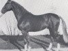 horse Benedictus (Holsteiner, 1966, from Benvenuto xx)