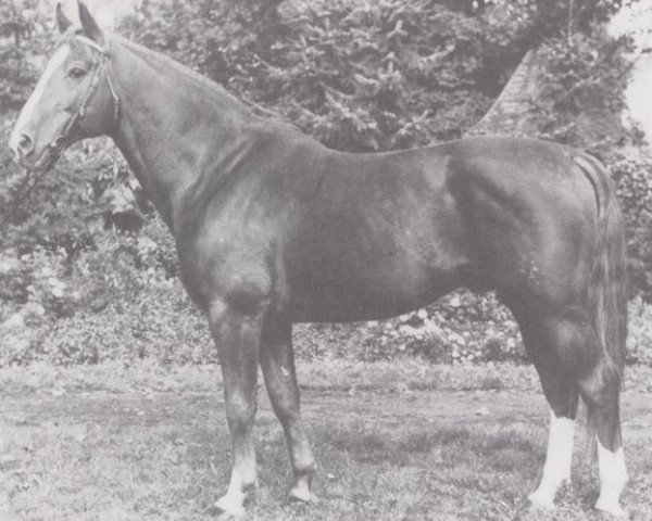 stallion Apoll (Hanoverian, 1969, from Argus)
