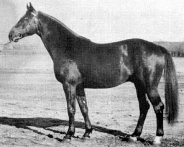 stallion Celsius (Swedish Warmblood, 1945, from Magnet Kyff)