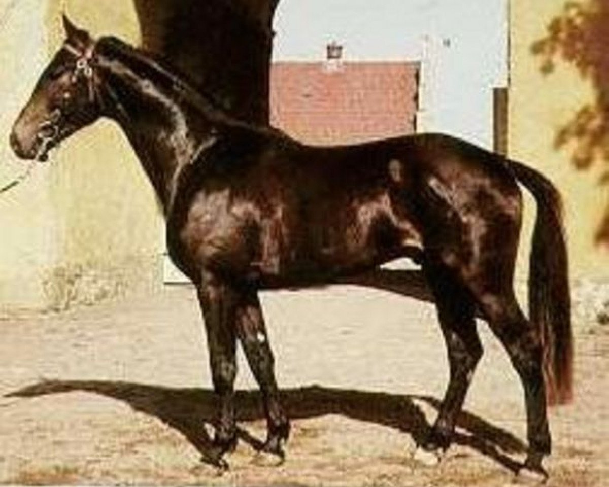 Deckhengst Pompe (Schwedisches Warmblut, 1958, von Celsius)