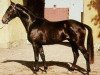 stallion Pompe (Swedish Warmblood, 1958, from Celsius)