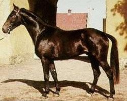 Deckhengst Pompe (Schwedisches Warmblut, 1958, von Celsius)