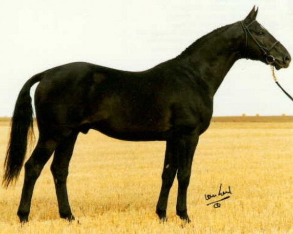 stallion Kaliber (Swedish Warmblood, 1974, from Utrillo)