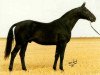 stallion Kaliber (Swedish Warmblood, 1974, from Utrillo)