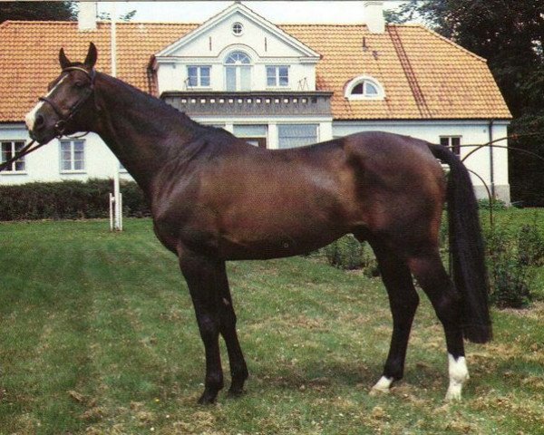 horse Krocket (Swedish Warmblood, 1978, from Kaliber)