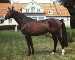 Deckhengst Krocket (Schwedisches Warmblut, 1978, von Kaliber)