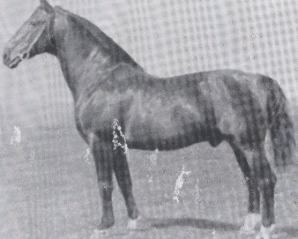 stallion Fafnir (Holsteiner, 1934, from Favorit)