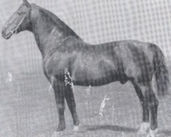 stallion Fafnir (Holsteiner, 1934, from Favorit 2449)