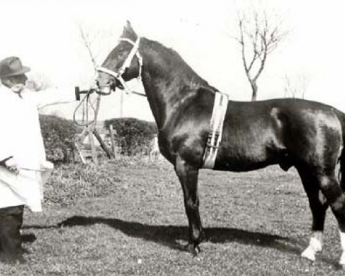 stallion Falstaff (Holsteiner, 1945, from Fafnir)