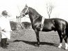 stallion Falstaff (Holsteiner, 1945, from Fafnir)