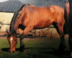 broodmare Ura (Holsteiner, 1960, from Falstaff)