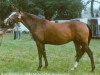 broodmare Polly Patent (Holsteiner, 1978, from Carneval)