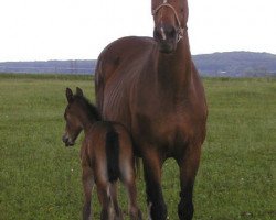 broodmare Waldfee II (Holsteiner, 1984, from Landgraf I)