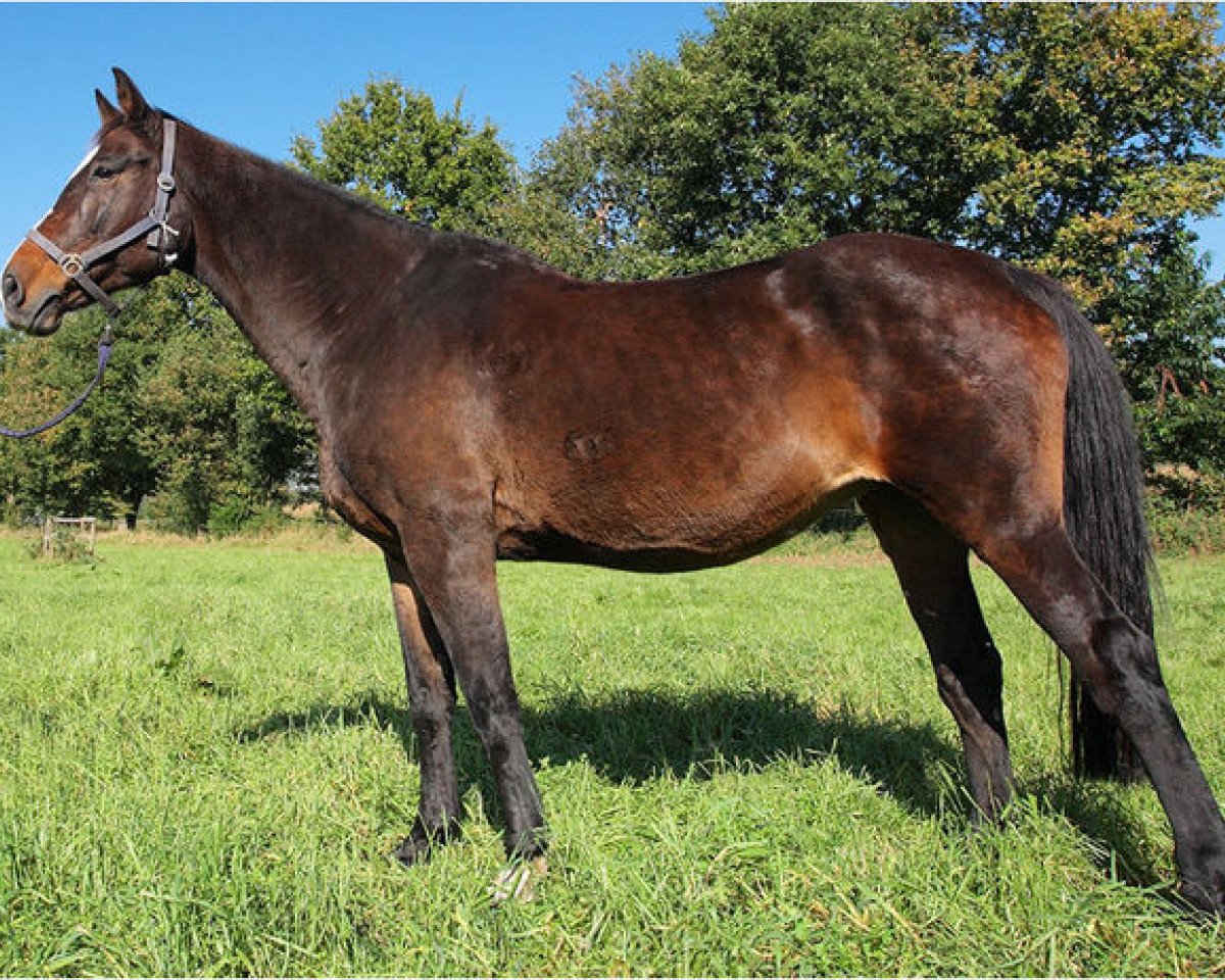 broodmare H.Dancing Queen (Holsteiner, 1989, from Cor de la Bryère)