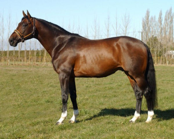 stallion Littorio (Holsteiner, 1993, from Lord)