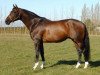 stallion Littorio (Holsteiner, 1993, from Lord)