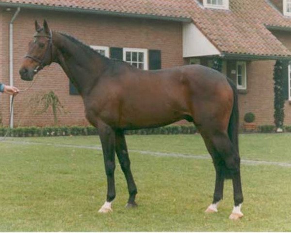stallion Martel xx (Thoroughbred, 1983, from Afayoon xx)