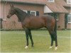stallion Martel xx (Thoroughbred, 1983, from Afayoon xx)
