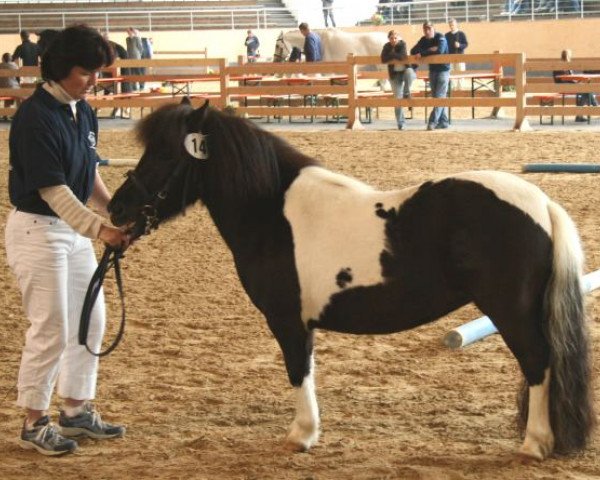 broodmare Mary Lou (Shetland Pony, 2007, from Kronprinz van den Niederlanden)