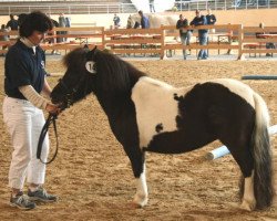 Zuchtstute Mary Lou (Shetland Pony, 2007, von Kronprinz van den Niederlanden)