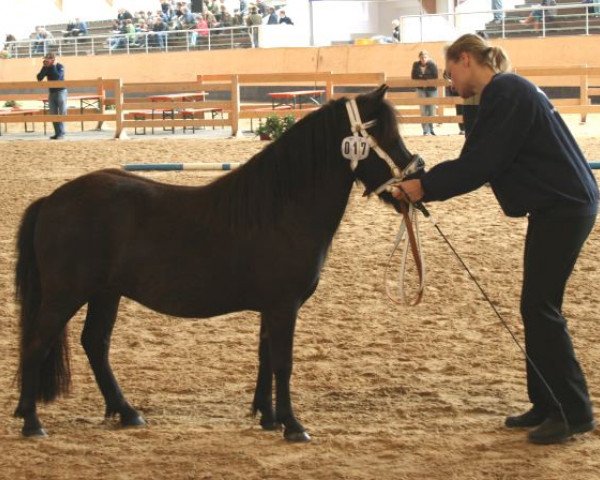 Pferd Whiteside Fidji (Shetland Pony, 2007, von Kronprinz van den Niederlanden)