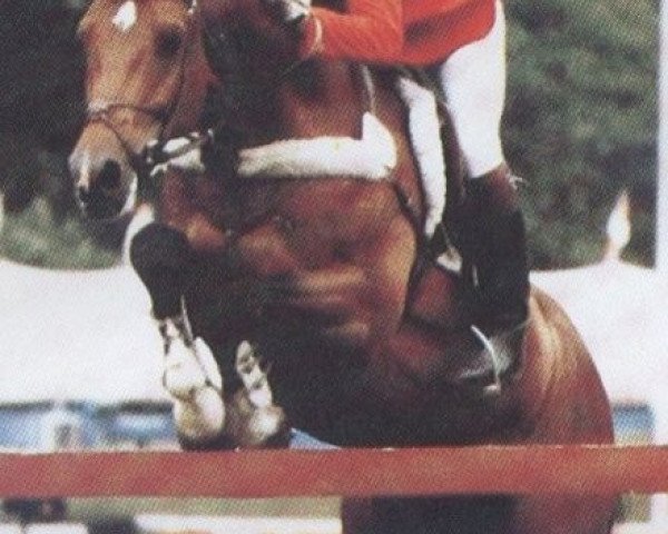 stallion Gonzales (Holsteiner, 1973, from Grandioso)