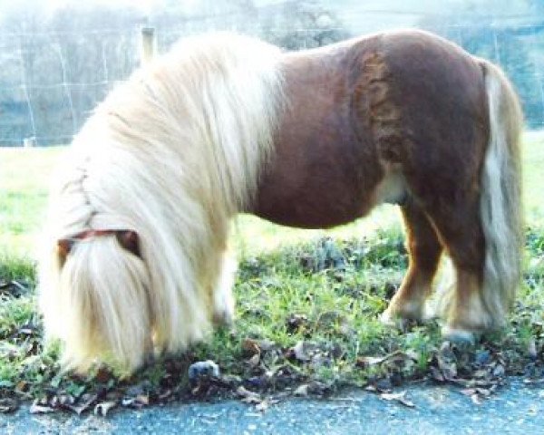 Deckhengst Bennie von der Ponylust (Shetland Pony, 1987, von Heraut van Bunswaard)