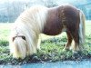 stallion Bennie von der Ponylust (Shetland Pony, 1987, from Heraut van Bunswaard)