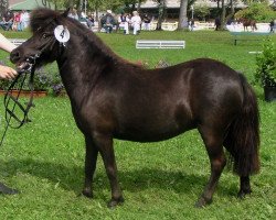 Dressurpferd Flamme (Shetland Pony, 2003, von Holsteins Bonavista)