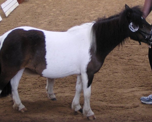 Dressurpferd Elmira (Shetland Pony, 2000, von Holsteins Bonavista)