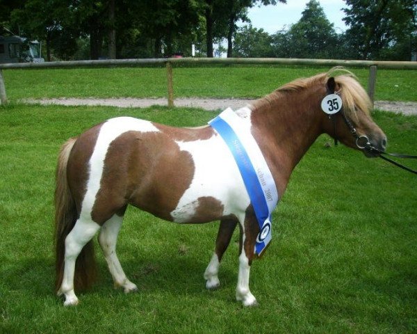 Zuchtstute Whiteside Feline (Shetland Pony, 2004, von Bennie von der Ponylust)