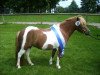 Zuchtstute Whiteside Feline (Shetland Pony, 2004, von Bennie von der Ponylust)