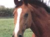 horse Reja Laska (Holsteiner, 1979, from Lord 1134)